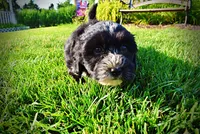 Trixie-SUMMER SALE!!  $100 off listed price!!, a female Havanese and Poodle - Toy  for sale in Marshfield, MO – 3 of 9