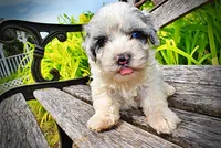 Sugar, a female Havanese and Poodle - Toy  for sale in Marshfield, MO – 5 of 10