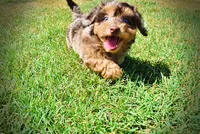 Ironman-LABOR DAY SALE-TAKE $100 OFF!!!, a male Havanese and Poodle - Toy  for sale in Marshfield, MO – 5 of 9