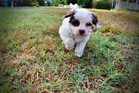 Muffin, a female Havapoo for sale in Marshfield, MO – 9 of 10
