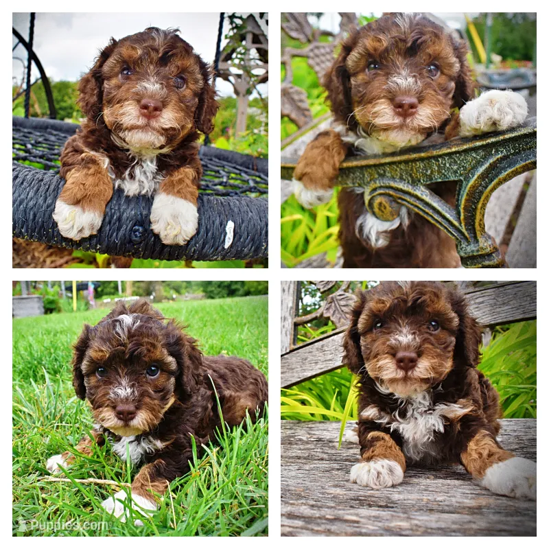 Vanity – Havanese, Poodle - Toy  puppy for sale in Marshfield, MO