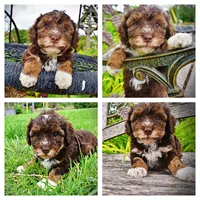 Vanity, a female Havanese and Poodle - Toy  for sale in Marshfield, MO – 1 of 10