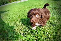 Cookie, a female Havanese and Poodle - Toy  for sale in Marshfield, MO – 7 of 9