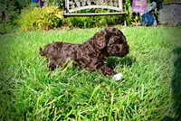 Hannah, a female Havanese and Poodle - Toy  for sale in Marshfield, MO – 7 of 10
