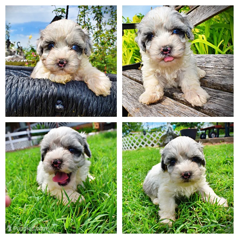 Sugar – Havanese, Poodle - Toy  puppy for sale in Marshfield, MO