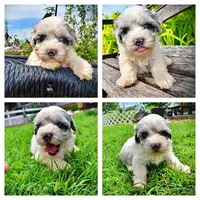 Sugar, a female Havanese and Poodle - Toy  for sale in Marshfield, MO – 1 of 10