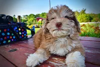 Destiny, a female Havanese and Poodle - Toy  for sale in Marshfield, MO – 9 of 10
