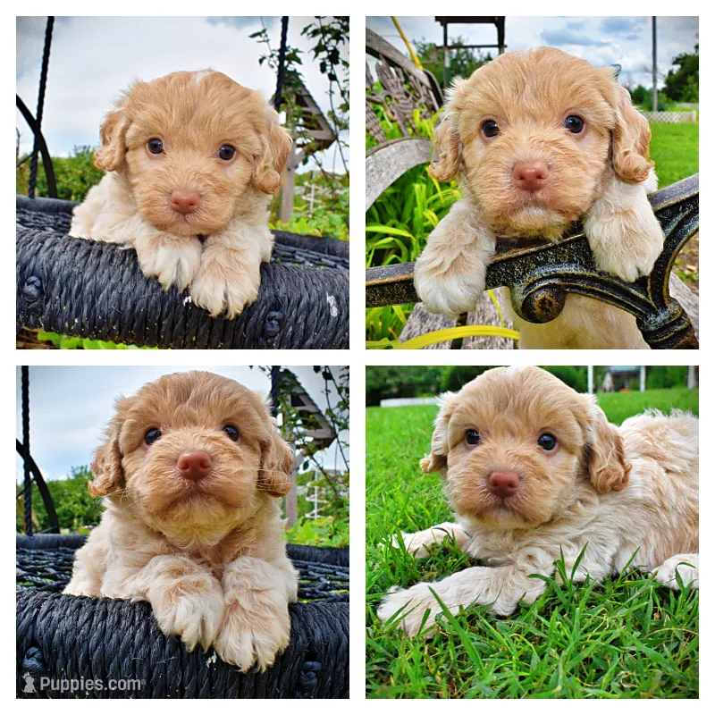 Valor – Havanese, Poodle - Toy  puppy for sale in Marshfield, MO