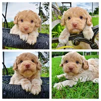 Valor, a male Havanese and Poodle - Toy  for sale in Marshfield, MO – 1 of 9