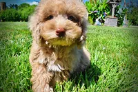 Gorgeous, a male Havanese and Poodle - Toy  for sale in Marshfield, MO – 7 of 10