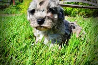 Huggles, a male Havanese and Poodle - Toy  for sale in Marshfield, MO – 5 of 10