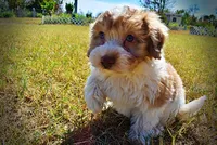 Nemo, a male Havapoo for sale in Marshfield, MO – 6 of 10