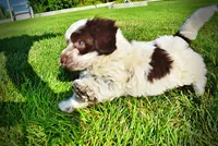 Chippy, a male Havanese and Poodle - Toy  for sale in Marshfield, MO – 9 of 10