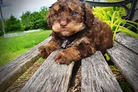 Valentino, a male Havanese and Poodle - Toy  for sale in Marshfield, MO – 10 of 10