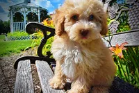 Gracie, a female Havanese and Poodle - Toy  for sale in Marshfield, MO – 2 of 10