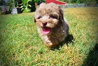 Innocent-LABOR DAY SALE-TAKE $100 OFF!!!, a male Havanese and Poodle - Toy  for sale in Marshfield, MO – 7 of 9