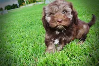 Frisco, a male Havanese and Poodle - Toy  for sale in Marshfield, MO – 5 of 10