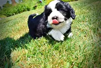 Inky, a male Havanese and Poodle - Toy  for sale in Marshfield, MO – 8 of 10