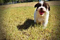 Noella, a female Havapoo for sale in Marshfield, MO – 10 of 10