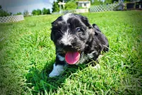 Taz, a male Havanese and Poodle - Toy  for sale in Marshfield, MO – 9 of 10