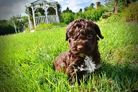 Hannah, a female Havanese and Poodle - Toy  for sale in Marshfield, MO – 8 of 10