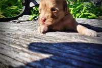 Peanut, a male Havanese and Poodle - Toy  for sale in Marshfield, MO – Photo 2 of 10