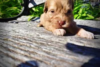 Peanut, a male Havanese and Poodle - Toy  for sale in Marshfield, MO – Photo 3 of 10
