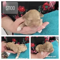 Peanut, a male Havanese and Poodle - Toy  for sale in Marshfield, MO – Photo 10 of 10