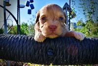 Peanut, a male Havanese and Poodle - Toy  for sale in Marshfield, MO – Photo 4 of 10