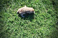 Peanut, a male Havanese and Poodle - Toy  for sale in Marshfield, MO – Photo 6 of 10