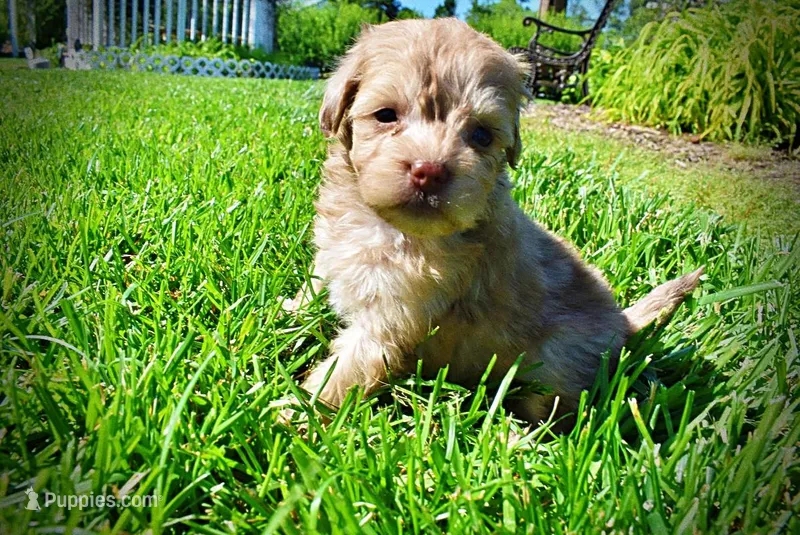 Peanut – Havanese, Poodle - Toy  puppy for sale in Marshfield, MO