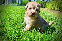 Peanut - MEMORIAL DAY SALE-$150 OFF!!, a male Havanese and Poodle - Toy  for sale in Marshfield, MO – 10 of 10