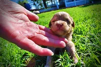 Peanut, a male Havanese and Poodle - Toy  for sale in Marshfield, MO – Photo 9 of 10