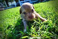 Peanut, a male Havanese and Poodle - Toy  for sale in Marshfield, MO – Photo 8 of 10
