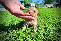 Peanut, a male Havanese and Poodle - Toy  for sale in Marshfield, MO – Photo 7 of 10