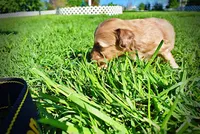 Peanut, a male Havanese and Poodle - Toy  for sale in Marshfield, MO – Photo 5 of 10