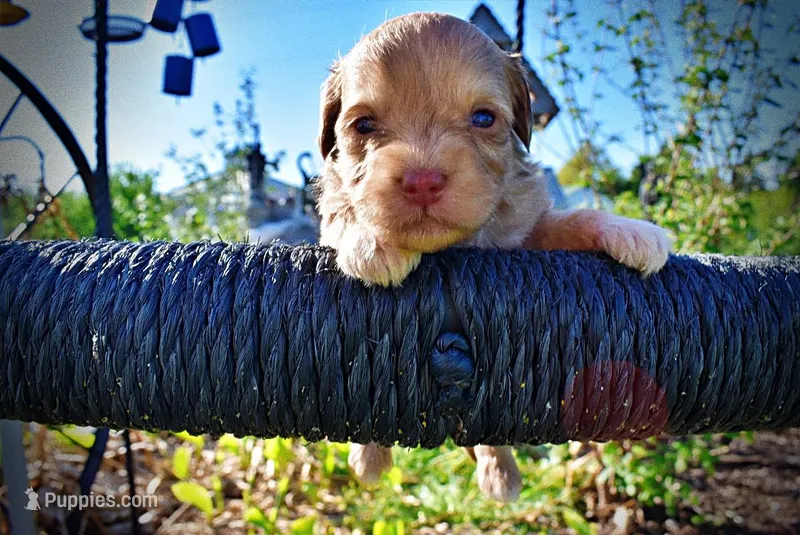 Peanut – Havanese, Poodle - Toy  puppy for sale in Marshfield, MO