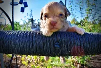 Peanut, a male Havanese and Poodle - Toy  for sale in Marshfield, MO – Photo 1 of 10