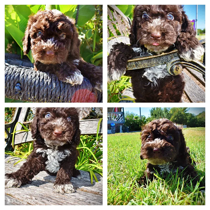 Jasper-LABOR DAY SALE-TAKE $100 OFF!!! – Havanese, Poodle - Toy  puppy for sale in Marshfield, MO