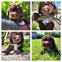Jasper-LABOR DAY SALE-TAKE $100 OFF!!!, a male Havanese and Havapoo for sale in Marshfield, MO – 1 of 10