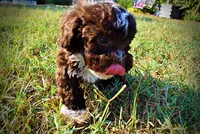 Levi, a male Havapoo for sale in Marshfield, MO – 4 of 10