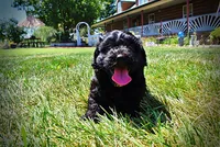 Isabella, a female Havanese and Poodle - Toy  for sale in Marshfield, MO – 4 of 10