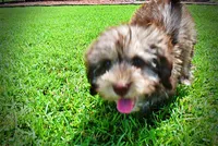 Fancy, a female Havanese and Poodle - Toy  for sale in Marshfield, MO – 8 of 10