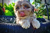 Bambi, a female Havanese and Poodle - Toy  for sale in Marshfield, MO – 8 of 9
