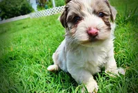Simba, a male Havanese and Poodle - Toy  for sale in Marshfield, MO – 6 of 10
