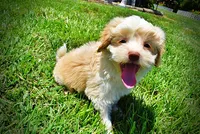 Darlin, a female Havanese and Poodle - Toy  for sale in Marshfield, MO – 8 of 10