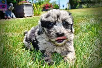 Indy, a male Havanese and Poodle - Toy  for sale in Marshfield, MO – 3 of 10