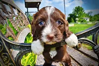 Tootsie, a female Havanese and Poodle - Toy  for sale in Marshfield, MO – 4 of 10
