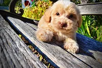 Loki, a male Havapoo for sale in Marshfield, MO – 3 of 10