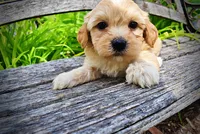 Abbie, a female Havanese and Poodle - Toy  for sale in Marshfield, MO – 7 of 10